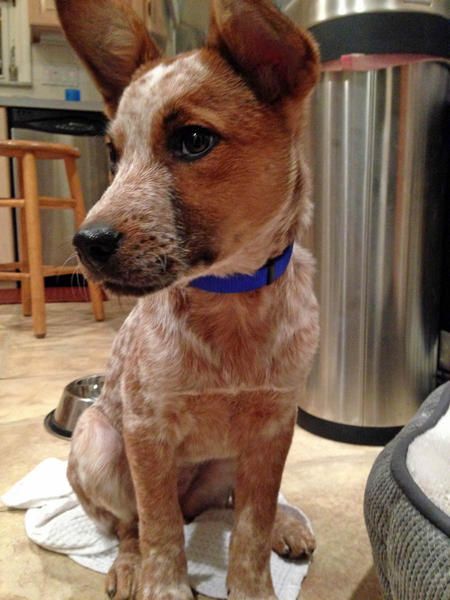 Penny the Australian Cattle Dog Mix -- so cute! Red Heeler Mix Dogs, Red Heeler Dog, Dog Names Unique, Australian Cattle Dog Mix, Aussie Cattle Dog, Austrailian Cattle Dog, Cattle Dogs Rule, Heeler Puppies, Red Heeler