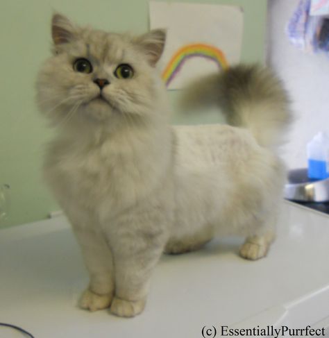 Haircuts For Persian Cats, Persian Cat Lion Haircut, Persian Cat Grooming Styles, Persian Cat Haircut Styles, Persian Haircut, Cat Haircut Ideas, Cat Lion Haircut, Persian Cat Haircut, Cat Grooming Styles