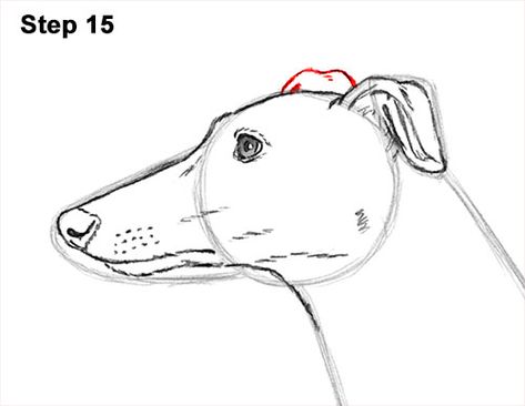 How to Draw a Dog (Greyhound) How To Draw A Greyhound, Greyhound Doodle, Disabled Art, Greyhound Drawing, Whippet Dog Puppy, Greyhound Illustration, Puppy Drawing Easy, Dog Face Drawing, Greyhound Sculpture