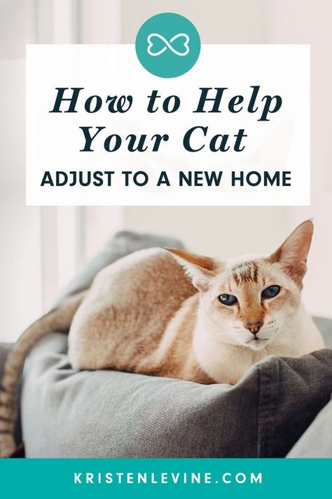 How To Introduce Cats, First Time Cat Owner, Moving Hacks, Cat Supplies List, Cat Health Problems, Cat Advice, Cat Essentials, Cat Hacks, Cat Care Tips