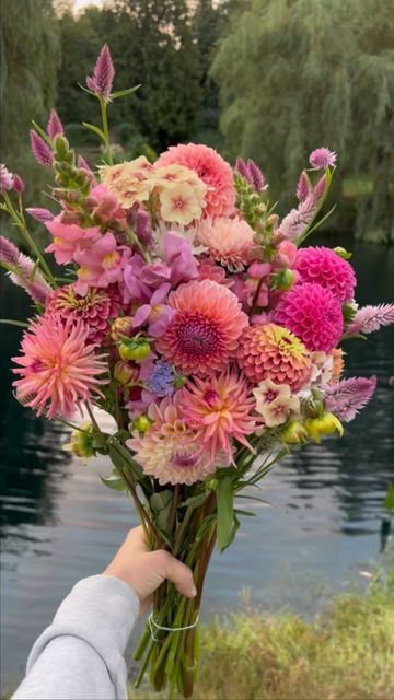 Small Dahlia Bouquet, Dhalia Aesthetic Bouquet, Sunflower Dahlia Bouquet, Single Dahlia Bouquet, Dahlia Only Bouquet, Daliah Flower, The Dentist, Flower Farmer, Bouquet Ideas