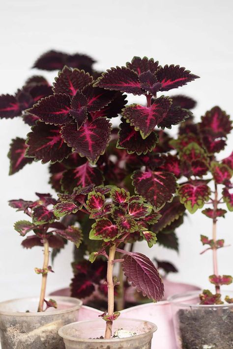 Coleus Plants, Plant Guide, House Plants Decor, Tropical Foliage, Foliage Plants, Lawn And Garden, Plant Decor, Home Projects, House Plants