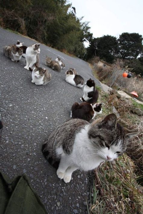 meow Cat Island Japan, Cat Park, Cat Island, Neko Cat, Lots Of Cats, Curious Cat, Here Kitty Kitty, Love Cat, Funny Cute Cats