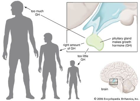 pituitary gland Human Growth Hormone, Height Growth, Pituitary Gland, Bodybuilding Supplements, Growth Factor, Endocrine System, Feel Younger, Hormone Levels, Growth Hormone