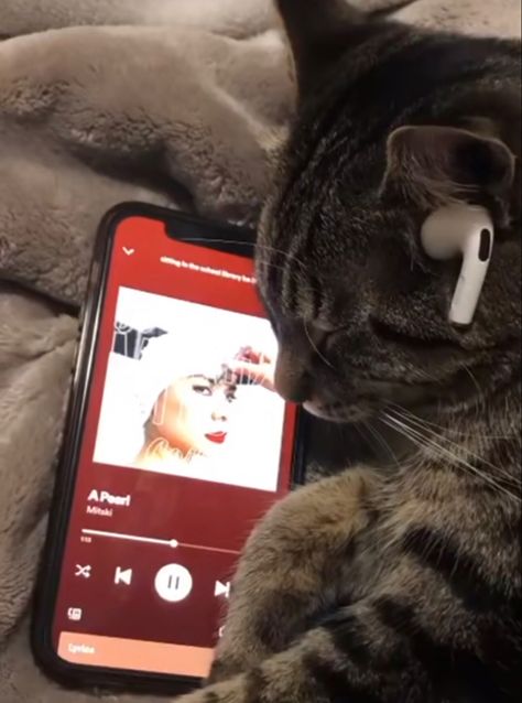 credit to @ sxm3eha on tiktok. cat gatito kitty gato mitski song headphones mood moodboard cat with head phones earbuds a pearl by mitski relatable A Cat