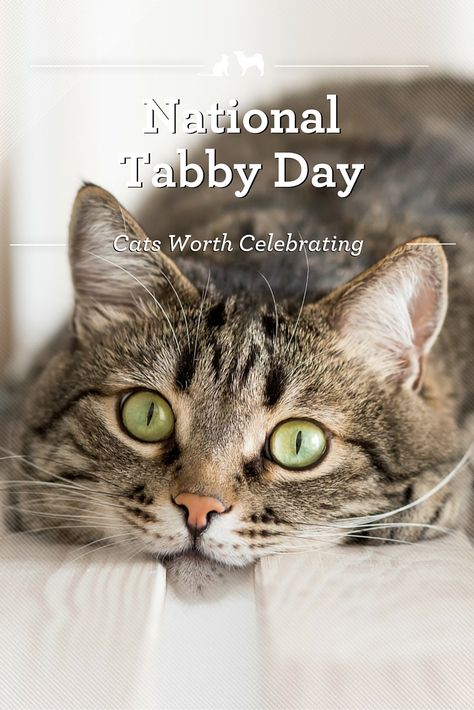 National Tabby Day: Celebrating Cats of All Stripes.Although some people think tabbies are a specific breed, it actually refers to a color pattern. There are several legends about how the tabby cat got their one-of-a-kind "M" on their foreheads. Learn more about the terrific tabby! Train Cats, Tabby Cat Pictures, Cats Tips, Cats Facts, Domestic Cat Breeds, F2 Savannah Cat, Cats Photos, Tabby Cats, Tabby Kitten