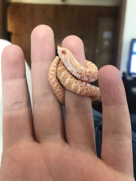 Cute Hognose Snake, Hog Nose Snake, Western Hognose, Western Hognose Snake, Hognose Snake, Baby Snakes, Small Snake, Colorful Snakes, Pretty Snakes