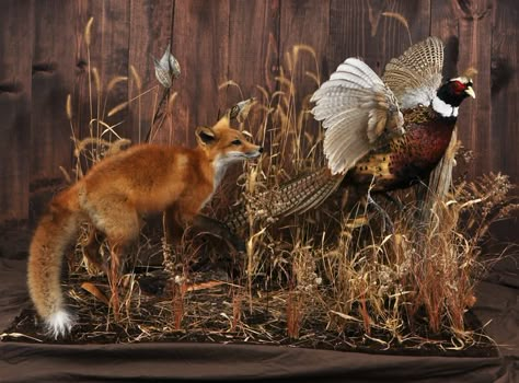 Fox and Pheasant Fox Taxidermy Mount, Fox Mounts Taxidermy, Bobcat Mounts, Pheasant Mounts, Trophy Room Ideas, Taxidermy Fox, Waterfowl Taxidermy, Deer Hunting Decor, Fox Pups