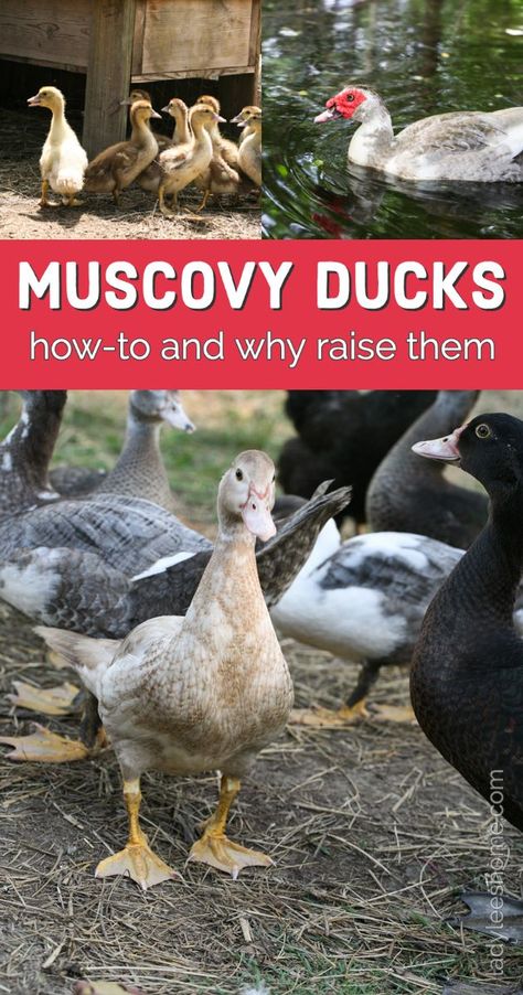 Ducks Drawing, Muscovy Ducklings, Muscovy Ducks, Duck Pens, Backyard Coop, Backyard Ducks, Duck Breeds, Duck Coop, Garden Sanctuary