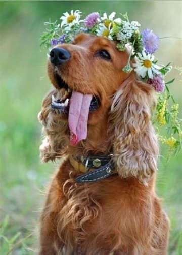 30 Dogs Who Were In The Wedding Dog With Flowers, Tatoo Dog, Cocker Spaniel Puppies, Cocker Spaniel Dog, English Cocker, Spaniel Puppies, Smiling Dogs, Dog Wallpaper, Spaniel Dog