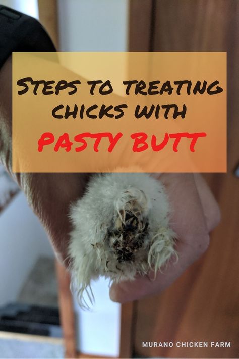 Fuzzy white chick with poop stuck to it's butt. Chicken Pasties, Chicken Poop, Raising Chicks, Chicken Pictures, Backyard Chicken Farming, Chicken Health, Raising Backyard Chickens, Chicken Cages, Backyard Poultry