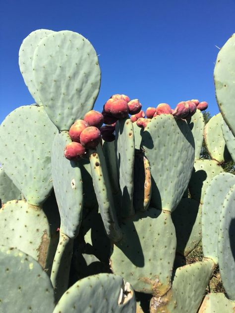 Plant Reference, Pear Cactus, Prickly Pear Cactus, Prickly Pear, Dragon Fruit, Pear, Cactus, Fruit, Plants