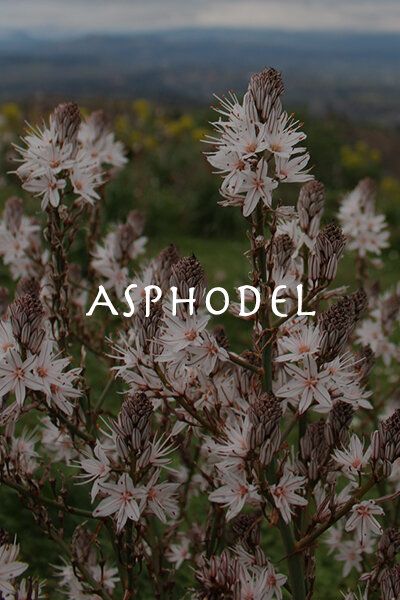 Asphodel Flower Aesthetic, Asphodel Flower Tattoo, Asphodel Tattoo, Asphodel Aesthetic, Hades Flower, Erebus God Of Darkness, Asphodel Flower, The Whispering Dark, Underworld Tattoo