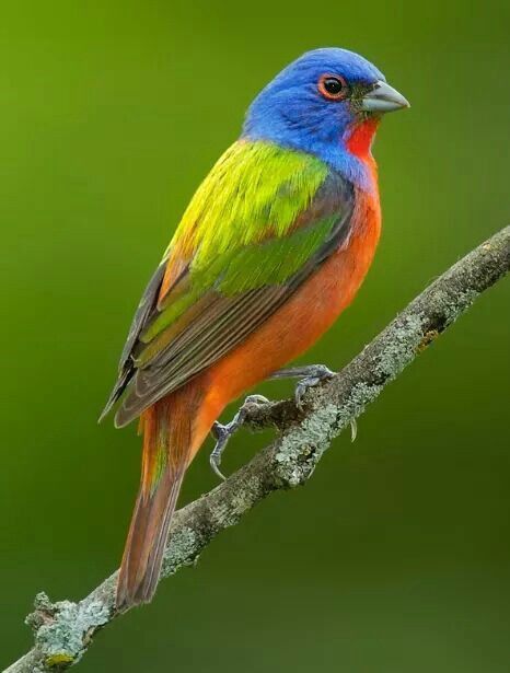 Painted Bunting Bird, Bunting Bird, Painted Bunting, Colourful Birds, Most Beautiful Birds, Kinds Of Birds, Bird Photos, Bird Supplies, Colorful Bird