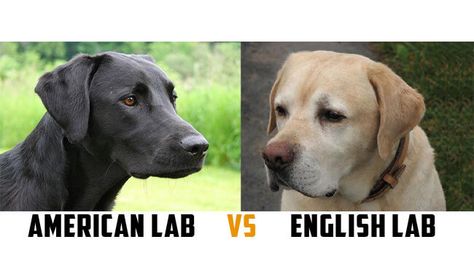 SHARING IS CARING!00000These different labrador types were bred for different purposes. One of the major differences between these 2 types of labs is their build. While American labs are thinner, English labs are stockier. Check the other differences between these lab types in the excerpt below: The American Labradors, also known as ‘Field’ or ‘Hunting’ … American Labrador, Labrador Puppy Training, Labrador Training, English Labrador, English Lab, Labrador Dogs, Black Labrador Retriever, Popular Dog Breeds, Most Popular Dog Breeds