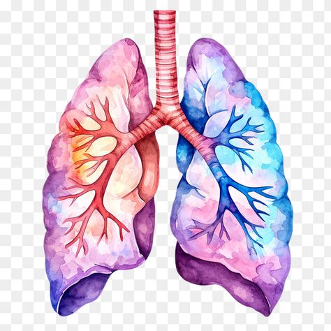 Human Lungs Watercolor Illustration Lung Painting, Lungs Painting, Lungs Watercolor, Lungs Drawing, Painting Clipart, Splatter Background, Human Lungs, Patriotic Projects, Medical Pictures