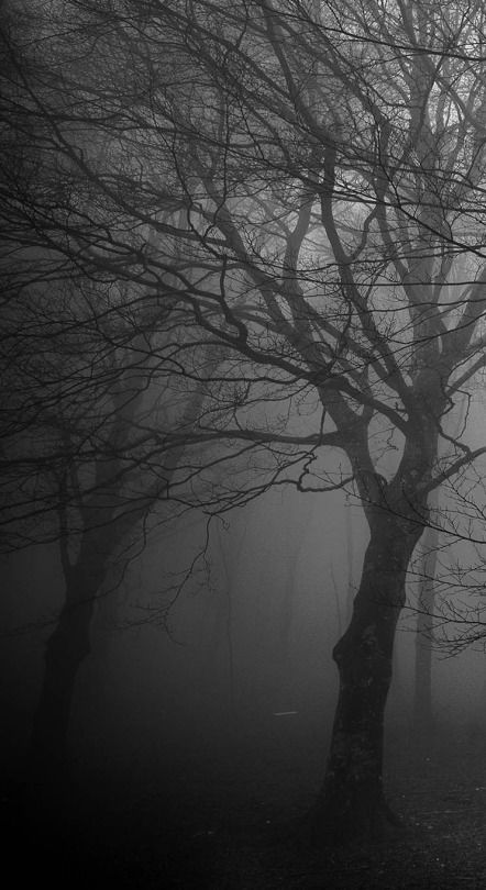 Scary Photography, Shadow Tree, Haunted Woods, Poison Tree, Dark Naturalism, Dark Forest Aesthetic, Forest Photos, Foggy Forest, Mystical Forest