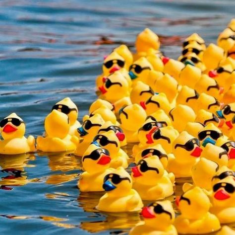 Rubber Duck Race, Duck Race, Online Party Games, Ducky Duck, Adoption Papers, Rubber Duckies, Money Games, Yard Games, Online Parties