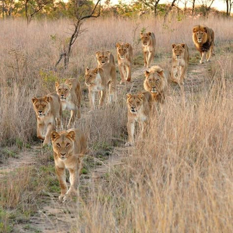 Week 182 - South Africa Lion Family, Lion Photography, Wild Lion, Lions Photos, Africa Wildlife, Lion Pride, Fish Cat Toy, African Lion, Wildlife Safari