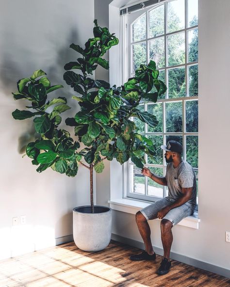 Hilton Carter, Fiddle Leaf Fig Care, Fiddle Leaf Tree, Fiddle Leaf Fig Tree, Indoor Trees, Tulips Garden, Fiddle Leaf, Fiddle Leaf Fig, House Plants Decor