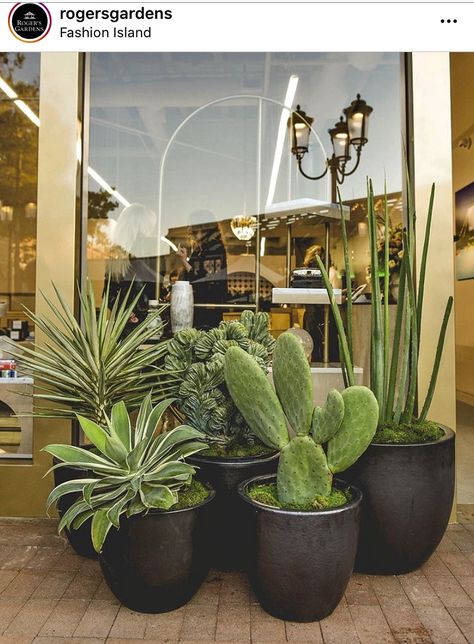 Potted cactus Potted Cactus, Rogers Gardens, Cactus Pot, Front Porch Decor, Backyard Porch, Dream Backyard, Porch Decor, House Front, Porch Decorating