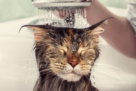 Cat Dandruff, Cat Groomer, Cat Shampoo, Smelly Cat, Cat Allergies, Cat Bath, Watery Eyes, Cat Dander, Cat Shedding