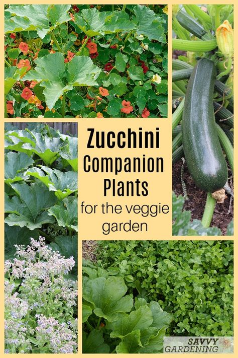 Zucchini Companion Plants for the Vegetable Garden Zucchini Companion Plants, Squash Companion Plants, Dyi Garden, Best Companion Plants, Companion Planting Guide, Companion Planting Chart, Growing Zucchini, Zucchini Plants, Companion Gardening