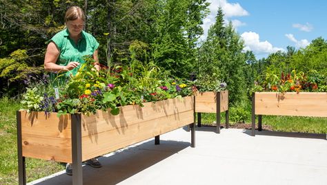 Container Landscaping, Making Raised Beds, Elevated Garden, Elevated Planter Box, Raised Gardens, Elevated Gardening, Cedar Planter Box, Raised Garden Planters, Arch Trellis