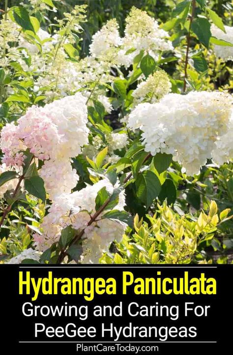 Hydrangea Paniculata is the only species pruned as a tree, cold-hardy, easy to care for, best grown outdoors due to its massive size. Peegee Hydrangea Landscaping, Panicle Hydrangea Care, Pegee Hydrangea, Peegee Hydrangea Tree, Peegee Hydrangeas, Garden Plan Hydrangea, Paniculata Hydrangea, Hydrangea Paniculata Phantom, Hydrangea Snow Queen