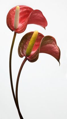 Classy and stylish, our fresh anthuriums are perfect for a weekly arrangements - the best way to bring more color and mood to your office or work place. #freshflowers #redanthuriums #weeklyarrangements #deliveryflowers #NYCflorist Antorium Flower, Anthurium Plant, Anthurium Flower, Flamingo Flower, Work Place, Floral Photography, Flower Art Painting, Exotic Flowers, Tropical Flowers