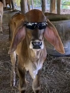 Cow Icon, Bucking Bulls, Cow Photos, Cow Pictures, Cute Small Animals, Funny Animal Photos, Really Cute Dogs, Cows Funny