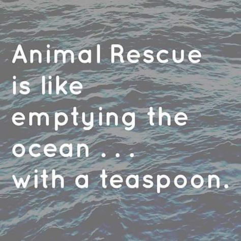 Foster Quotes, Animal Rescue Quotes, Rescue Dog Quotes, Rescue Quotes, Compassion Fatigue, Vet Med, Pet Vet, Animal Advocacy, Life Changing Quotes