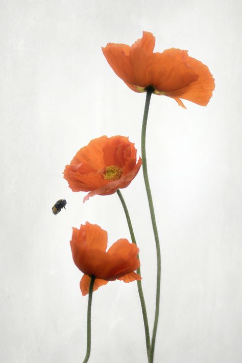 Explore Funchye's photos on Flickr. Funchye has uploaded 3812 photos to Flickr. Poppy Flowers Photography, Flowers Reference Photo, Flowers Reference, Poppy Photography, Flower Reference, Flower Blooming, Flowers Photo, Flowers Blooming, Aesthetic Retro