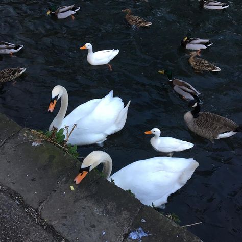 Big swans and little... 🐦 😂  #swan #white #love #free Duck In Pond, Water Pond, White Love, Love Free, Fish Pond, Little Bird, Swans, Ducks, Lake