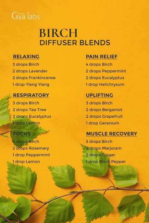 Birch Essential Oil blends for relaxation and wellness. Aromatherapy, natural remedies, relaxation blends, wellness, essential oils.
#GyaLabs #Birch #BirchEssentialOil #BirchLeafs #Oils #EssentialsOils #Aroma #Diffuser #Blends #Beauty #Cosmetic #Aromatheraphy #Relaxation #Diffuserblends #Essentialoilblends #NaturalRemedies #RelaxationBlends #Wellness Birch Essential Oil, Aromatherapy Oil Blends, Oregano Oil Benefits, Essential Oil Perfumes Recipes, Doterra Diffuser Blends, Essential Oil Combinations, Fragrance Oil Blends, Oil For Skin, Essential Oil Diffuser Blends Recipes