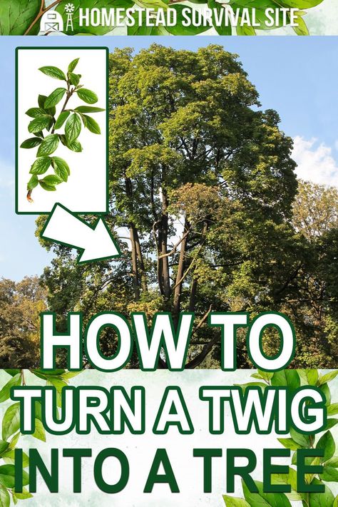 Water Oak Tree, Grow Trees From Cuttings, How To Propagate Trees From Cuttings, How To Grow A Tree From A Branch, Propagating Trees From Cuttings, Growing Trees From Seeds, Propagate Trees, Propagating Trees, Lucas St