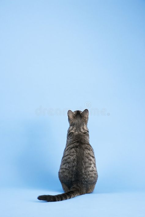 Back view of cat. Back view of gray striped cat sitting on blue background , #Aff, #gray, #cat, #view, #striped, #background #ad Gray Striped Cat, Cat Sitting Down, Burning Soul, Cat Reference, Striped Cat, Cat Pose, Pet Peeves, Cat People, Warrior Cat