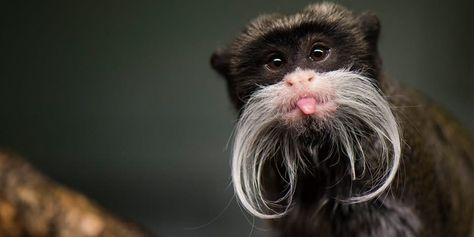 Pictures Worth More Than 1000 Words (21 Images) - I Can Has Cheezburger? Monkey Breeds, Emperor Tamarin, Monkey Species, Marmoset Monkey, Squirrel Monkey, Forest Habitat, The Emperor, Animal Species, Tropical Rainforest