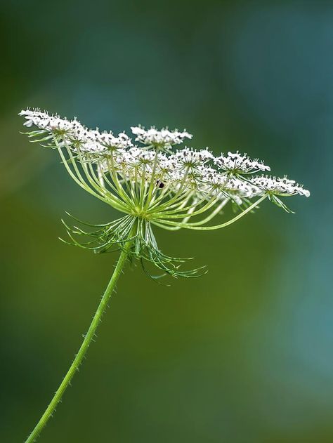 Queen Anne's Lace Flowers, Flower Identification, Queen Anne's Lace, Watercolor Christmas Cards, Queen Annes Lace, Seed Pods, Floral Display, Christmas Paintings, Abstract Photography