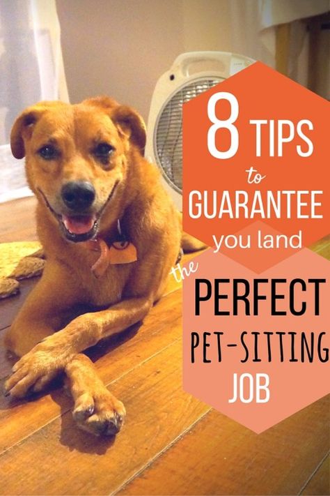 8 Tips to Guarantee You Land The Perfect Pet-Sitting Job Interesting Jobs, Dog Sitting Business, House Sitting Jobs, Cheap Dog Kennels, Starting Business, Pet Sitting Business, Dog Walking Business, Diy Dog Kennel, Pet Services