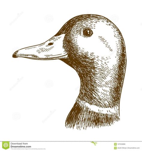 Duck Head Drawing, Head Drawing, Duck Head, Drawing Heads, Mallard Duck, Mallard, Wood Burning, Drawing Inspiration, To Draw