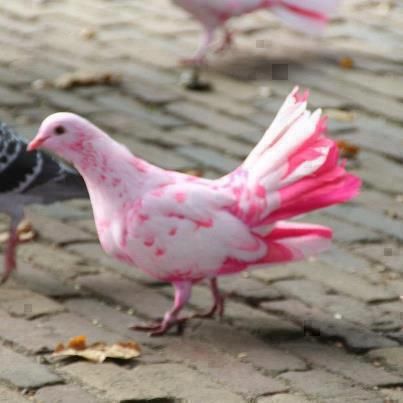 White Pigeon with pink spots and feathers. Beautiful Pigeons, Pink Pigeon, Beautiful Feathers, Nature Story, Pink Animals, Pink Bird, Pink Feathers, All Birds, Exotic Birds