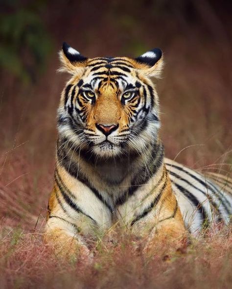 Under Armour Wallpaper, Bass Fishing Shirts, Sumatran Tiger, Tiger Pictures, Cute Cat Wallpaper, Bengal Tiger, Tropical Forest, My Favorite Image, Cat Wallpaper