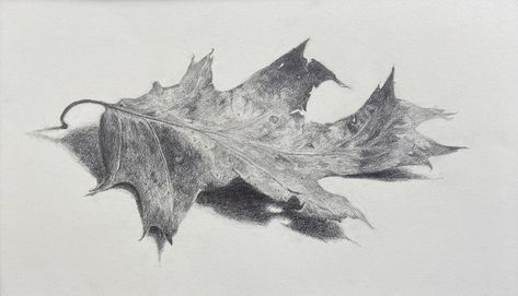 Leaf Drawing, graphite. Grace Powell Leaves Sketch, Plane Tree, Leaf Drawing, Bag Ideas, Maple Leaves, Maple Leaf Tattoo, Maple Leaf, Drawing Reference, Moose Art