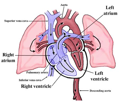 Lungs Diagram, Diagram Of The Heart, Head Diagram, Mcat Motivation, Upper Respiratory Tract, Anaerobic Respiration, Heart Circulation, Human Respiratory System, Lung Anatomy