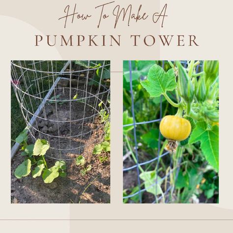 Growing Pumpkins Vertically In A Small Space [The Pumpkin Tower] - Missouri Girl Home Pumpkin Support, Pumpkin Growing Ideas, Vertical Pumpkin Trellis, Pumpkin Trellis Ideas Diy, Climbing Pumpkins, Mini Pumpkin Trellis, Trellis Pumpkins, Pumpkin Tower Planter, Growing Pumpkin