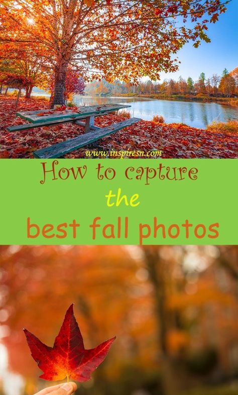 Fall foliage photography tips Fall Foliage Photography, Fall Leaves Pictures, Foliage Photography, Halloween Themes Decorations, Banana Fritters, Photography Settings, Photography Group, Hiking Photography, Fall Photography