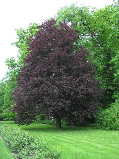 Purple beech (Fagus sylvatica 'Riversii') Raised Planter Garden, Bungalow Landscape, Forest Pansy, Bungalow Landscaping, Burgundy Garden, Dark Plants, Fagus Sylvatica, Evergreen Bush, Cherry Plum