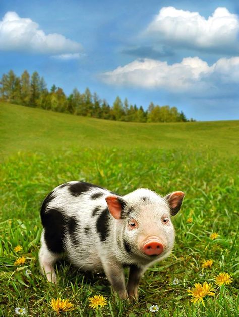 The Gloucestershire Old Spots is an English breed of pig which is predominantly white with black spots. It is named after the county of Gloucestershire. The Gloucestershire Old Spots pig is known for its docility and intelligence Pig Photo, Micro Pigs, Teacup Pigs, Pig Tails, Piggly Wiggly, Pot Belly Pigs, Small Pigs, Cute Piglets, Mini Pigs