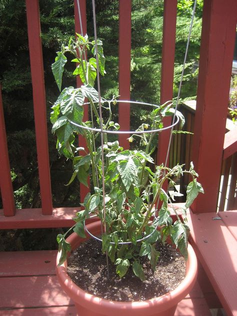 Lovely  How To Grow Tomatoes In Pots and Containers Container Tomatoes, Growing Tomatoes In Pots, Tomatoes In Pots, Tomato Problems, Tomatoes Growing, Growing Tomatoes Indoors, Tomato Growers, Tomatoes In Containers, Tips For Growing Tomatoes